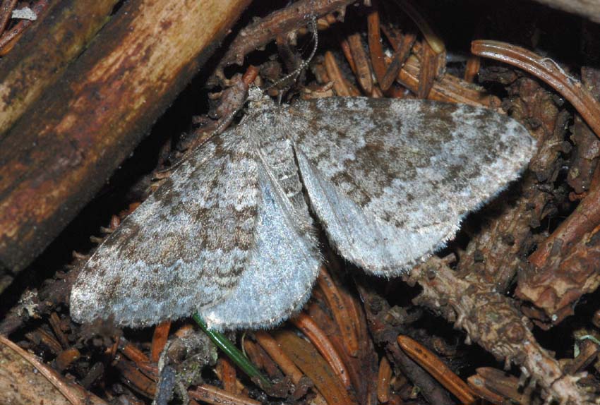 Geometridae da conf. : Entephria caesiata